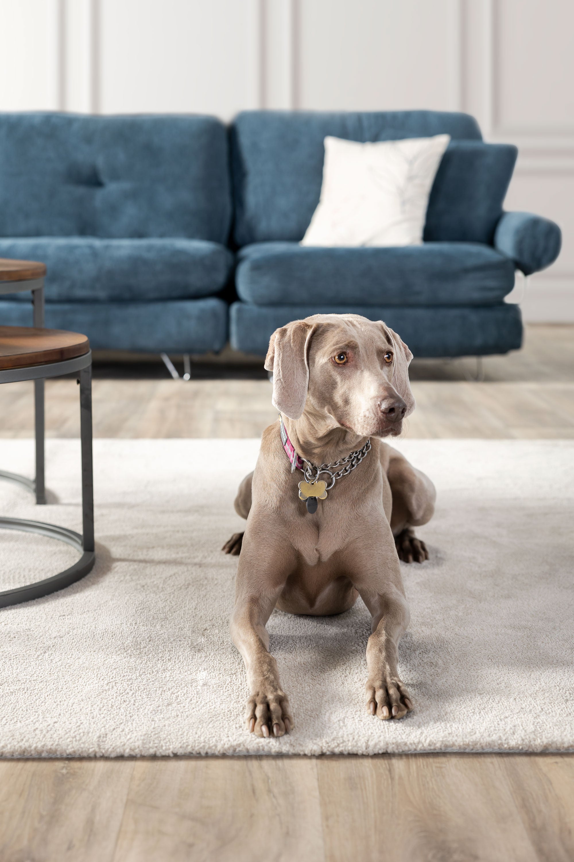 Couches for outlet pet owners